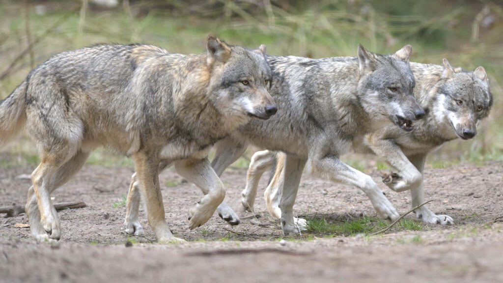 Majestic Gray Wolves in Forest: Natural Habitat Wallpaper