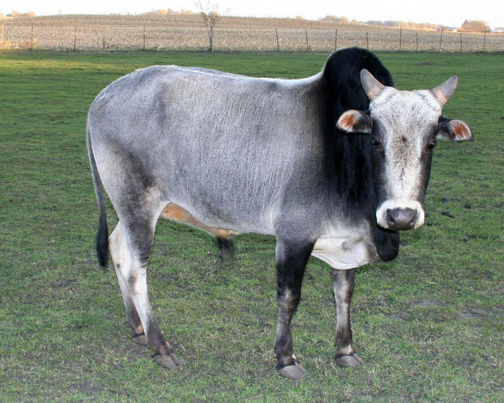 Gray & Black Zebu Cattle in Serene Grassy Field Wallpaper