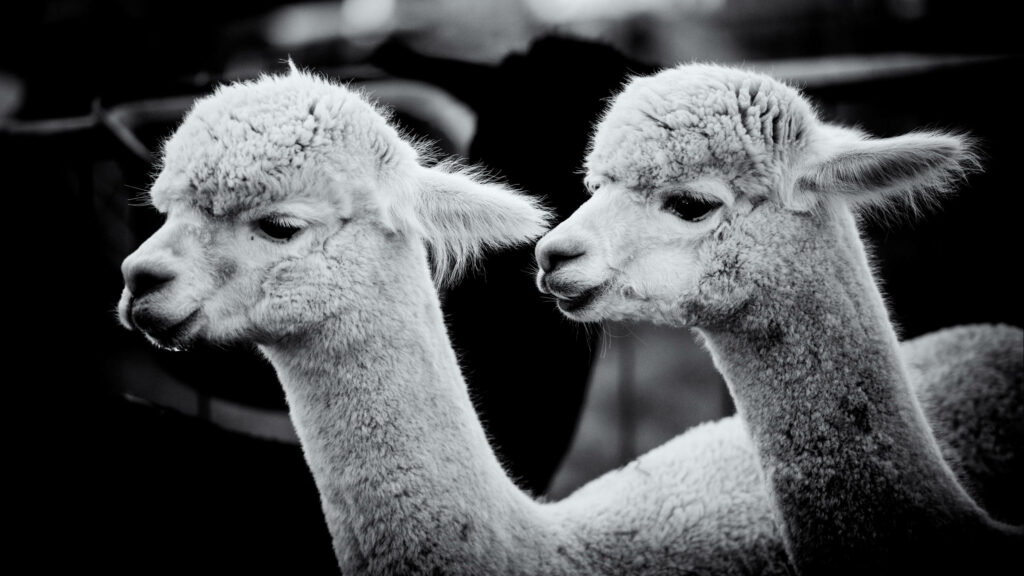 Grayscale photo of two alpacas with soft fleece and gentle expressions on dark background Wallpaper