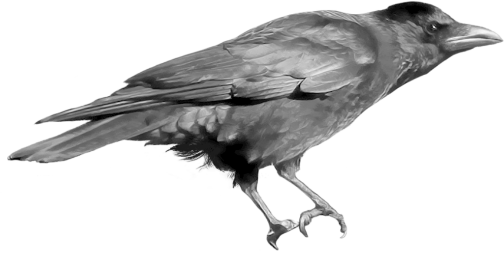Grayscale Crow PNG: Detailed Feathers on Transparent Background Wallpaper