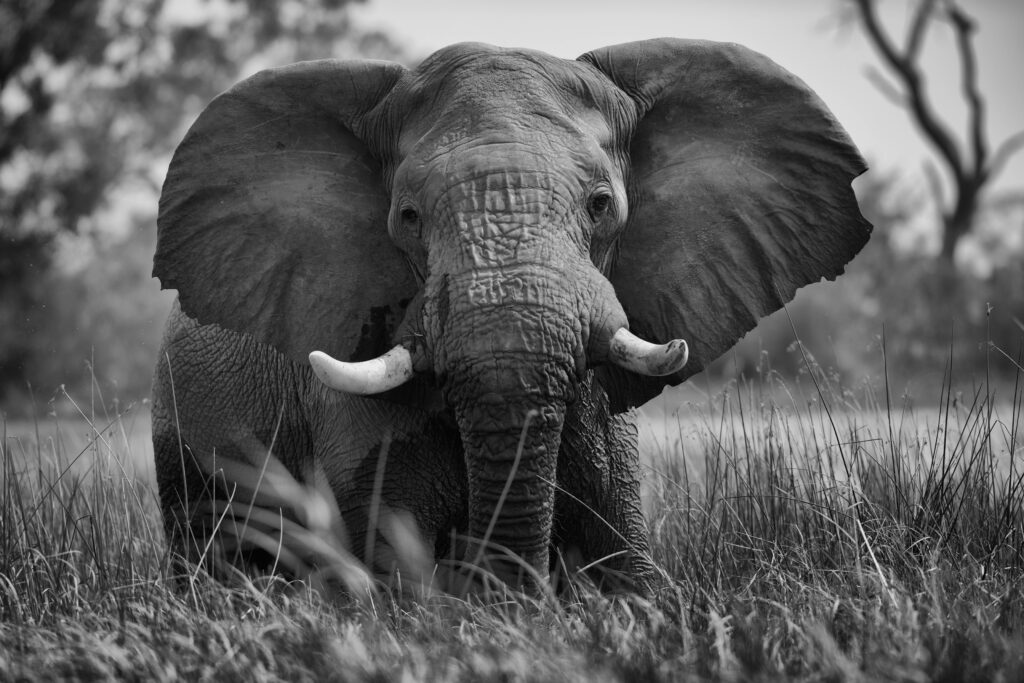Grayscale Majesty: A Stunning 4k Elephant Wallpaper in Front-Facing Pose on a Grassy Field