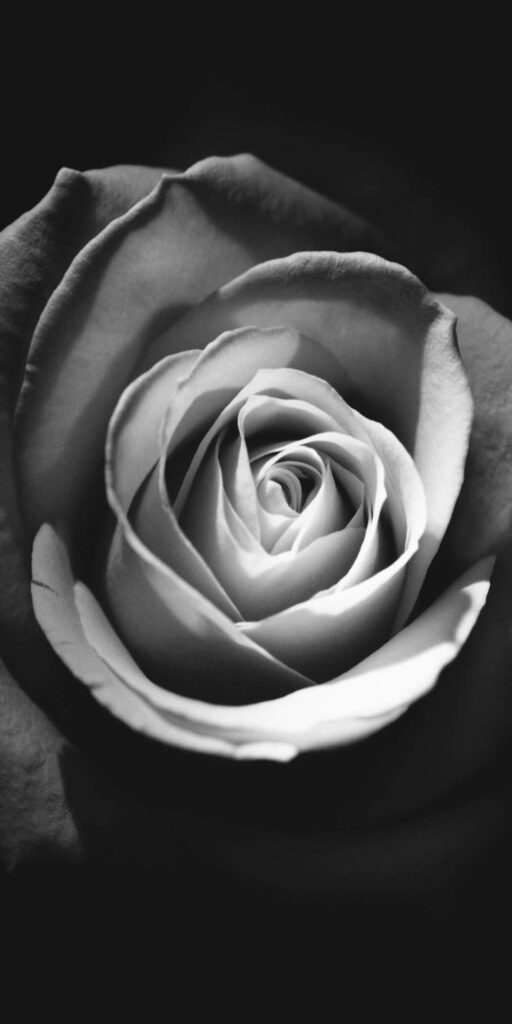 Intricate Grayscale Rose Wallpaper on Black Background