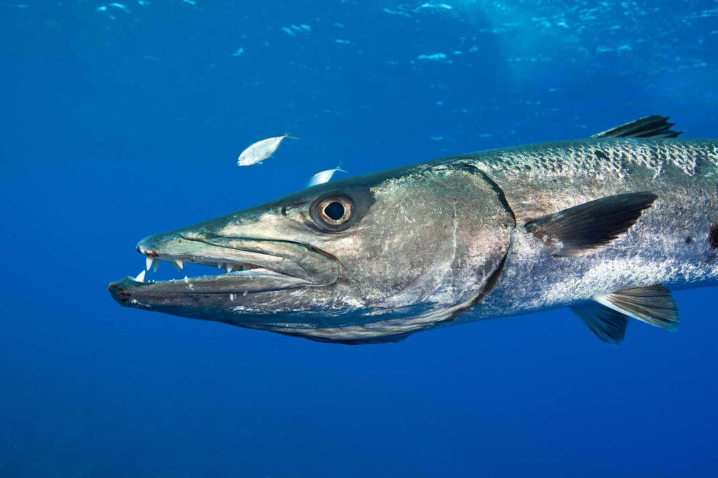 Close-up of a great barracuda with sharp teeth swimming in vibrant blue ocean wallpaper background