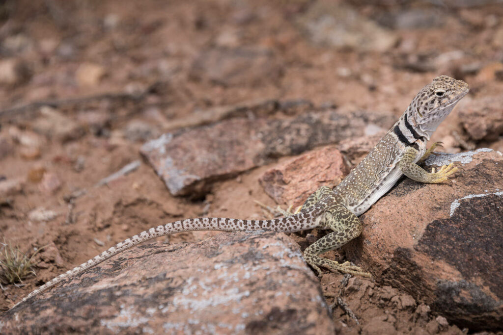 Great Basin Collared Lizard Wallpaper: Desert Habitat Beauty