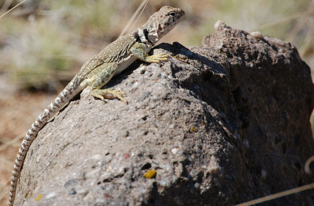 Great Basin Collared Lizard basking on rugged rock in sunny desert with textured scales and collar Wallpaper