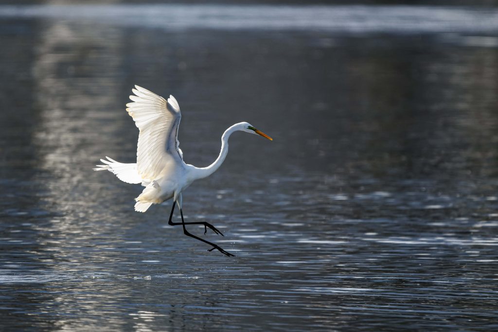 Great Egret landing on dark rippling water wildlife wallpaper with bright white plumage and wingspan