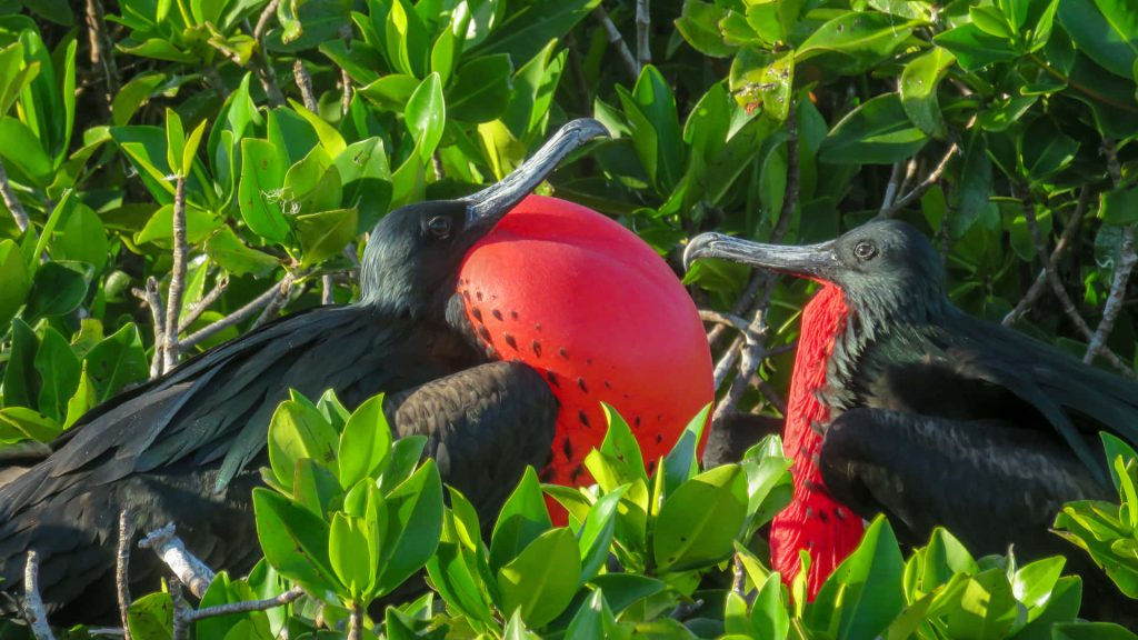 Two male Great Frigatebirds in lush foliage with vibrant red inflated gular pouch wildlife wallpaper