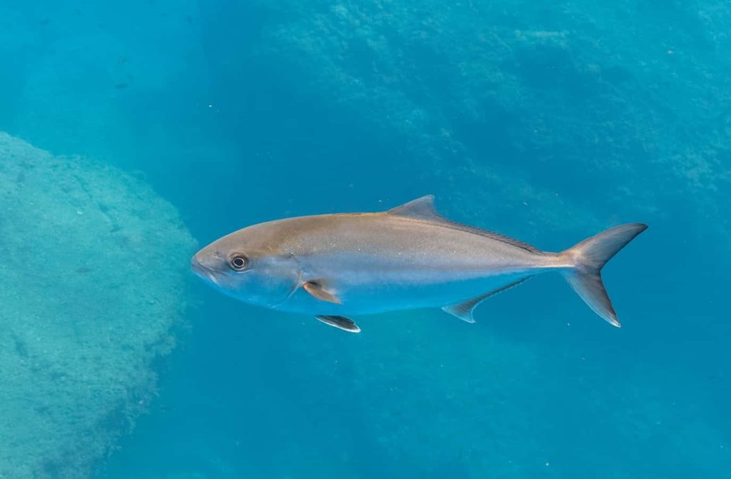 Greater Amberjack swimming in clear blue ocean above rocky seabed serene underwater scene Wallpaper