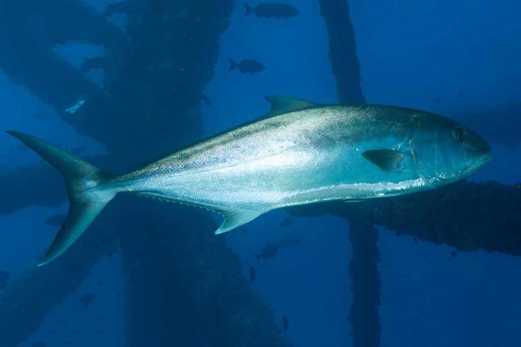 Greater Amberjack swimming past submerged oil rig pillars in deep blue ocean wallpaper background