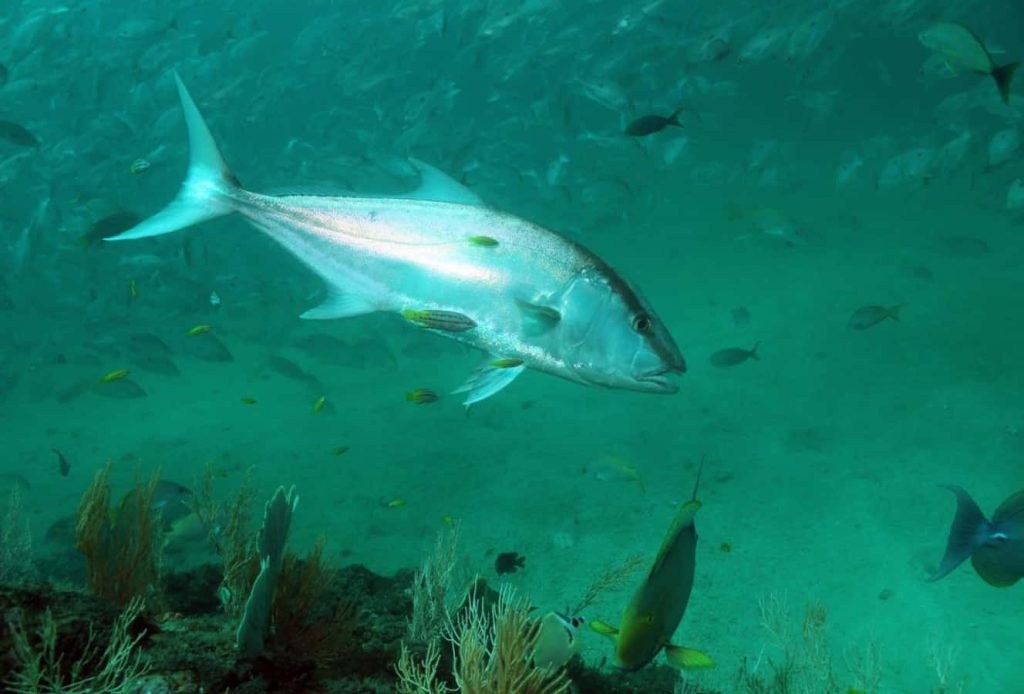 Greater Amberjack swimming over vibrant coral reef with large fish school in deep turquoise sea Wallpaper