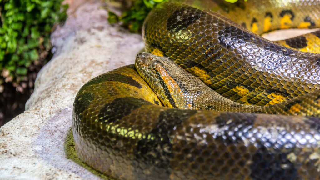 Close-up of green anaconda resting on rocks showcasing patterned scales and muscular body Wallpaper