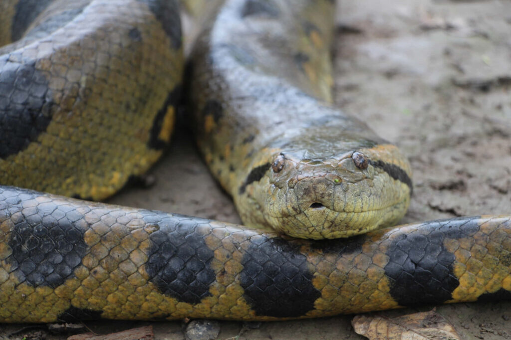 Close-up of green anaconda resting on ground showing scaly body and unique pattern wallpaper