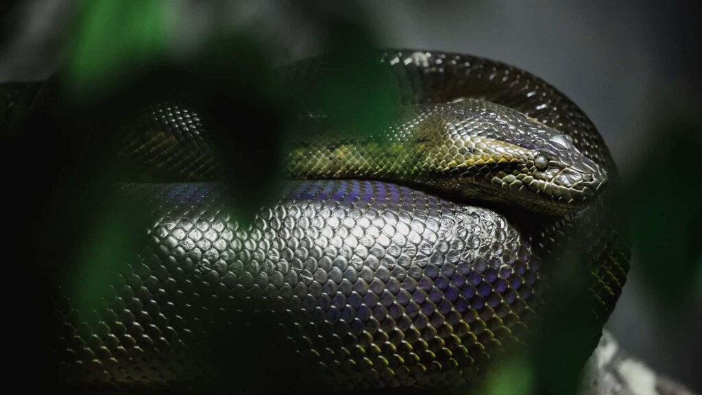 Closeup of green anaconda with shiny textured scales in natural jungle background wallpaper
