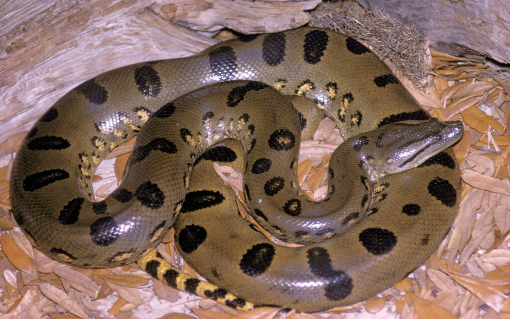 Green anaconda coiled on dry leaves showcasing patterned scales in natural forest habitat background Wallpaper