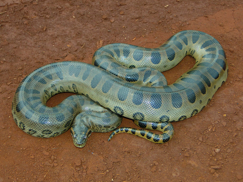 Green anaconda resting on reddish-brown ground showing powerful patterned body in nature Wallpaper