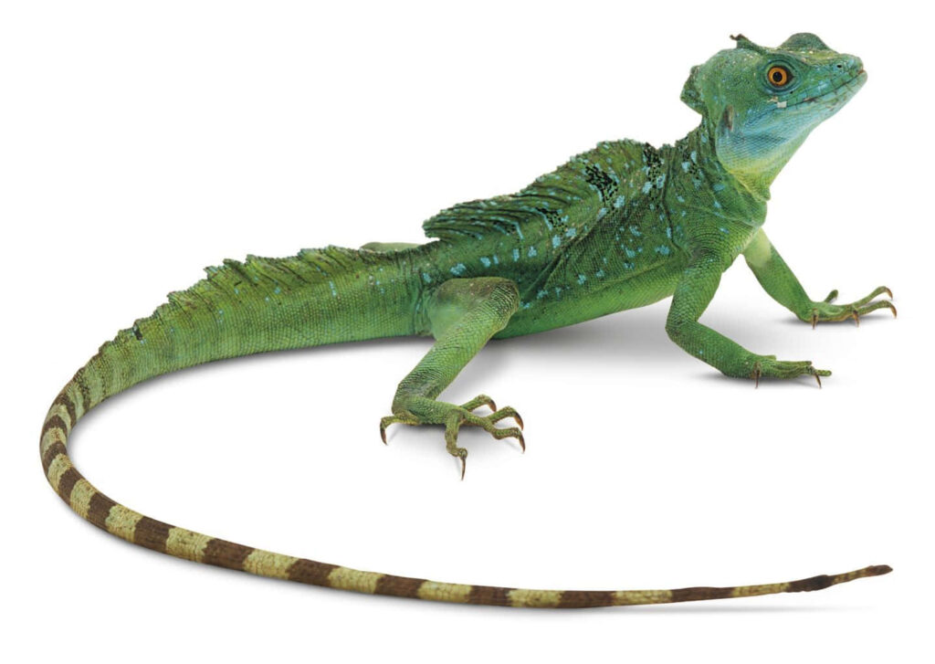 Green Basilisk Lizard profile with vibrant emerald scales and distinctive crest on white background Wallpaper