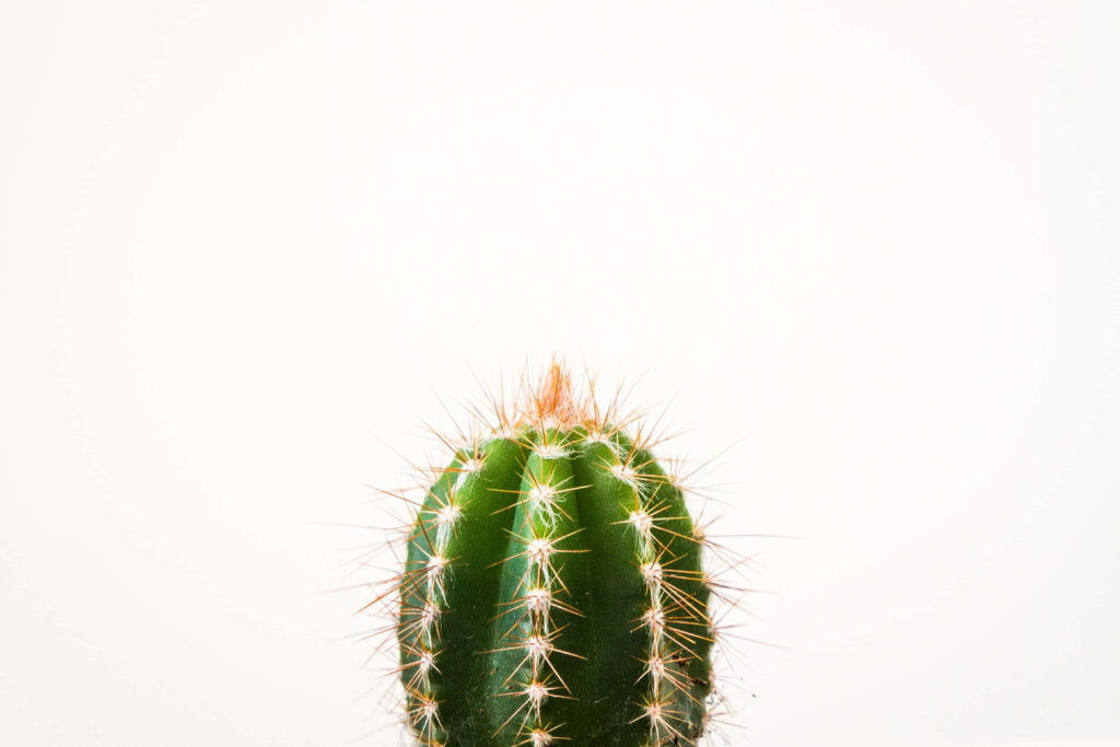 Green Beauty: A Minimalist Cactus Closeup for your Desktop Wallpaper