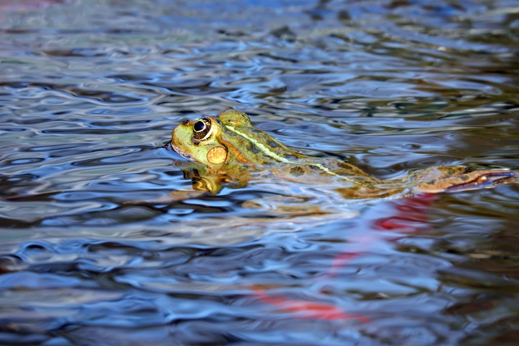 Close-up of green frog swimming in blue rippling pond water with soft natural lighting Wallpaper
