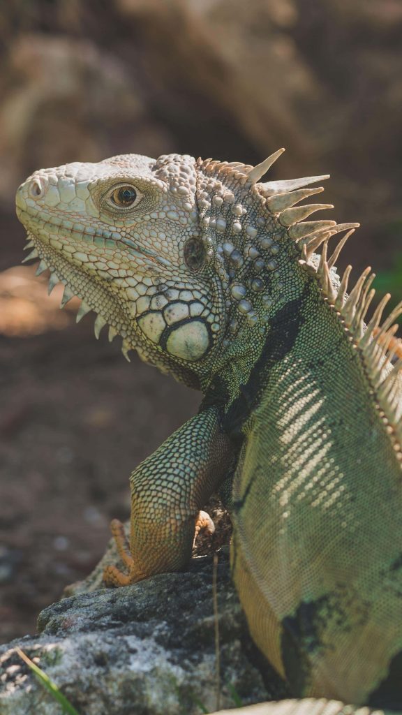 Green iguana sunbathing on rock detailed scales textured spiky crest natural sunlight wallpaper