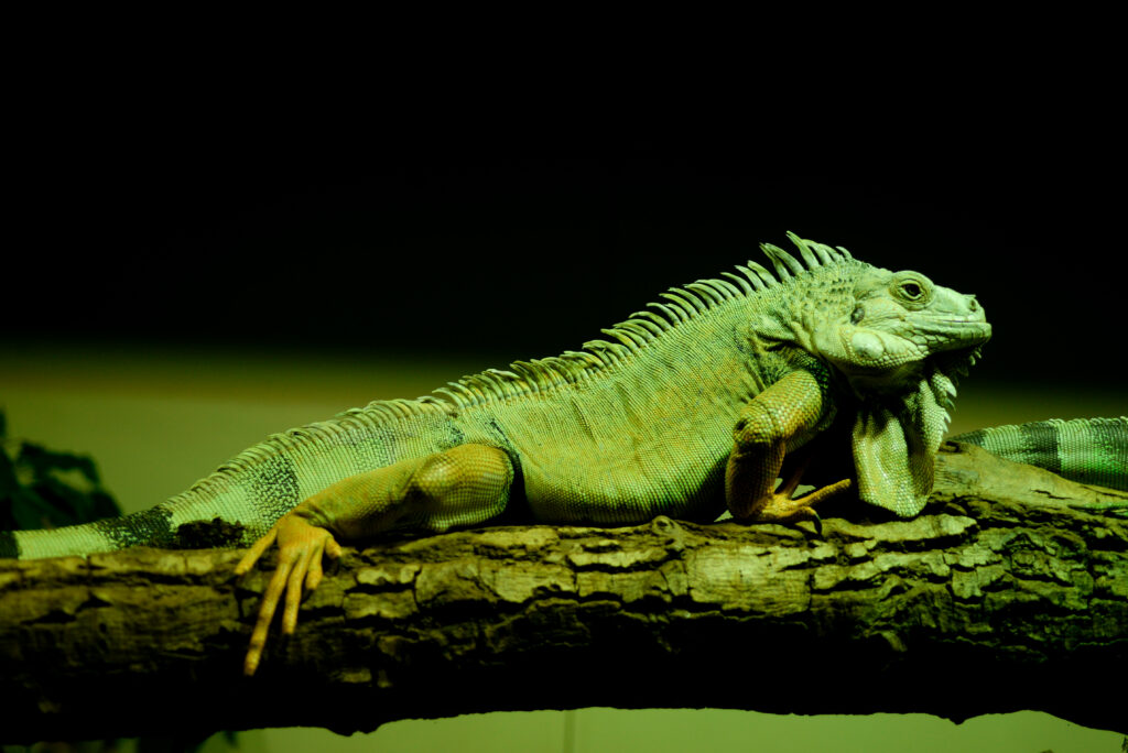Green Iguana on Branch: Striking Reptilian Wallpaper Background