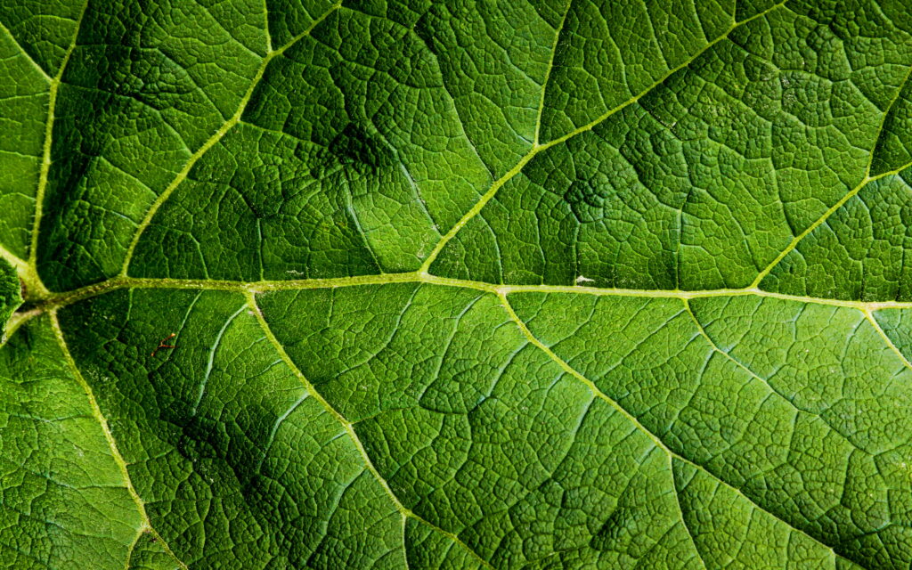 Green Leaves Macro: A Close-Up of Leaf Patterns in HD Wallpaper
