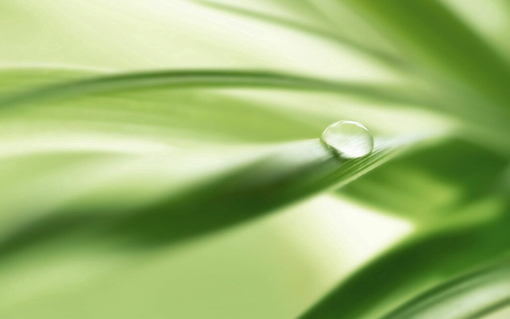 Fresh Green Leaf with Water Droplet - Nature Wallpaper Background