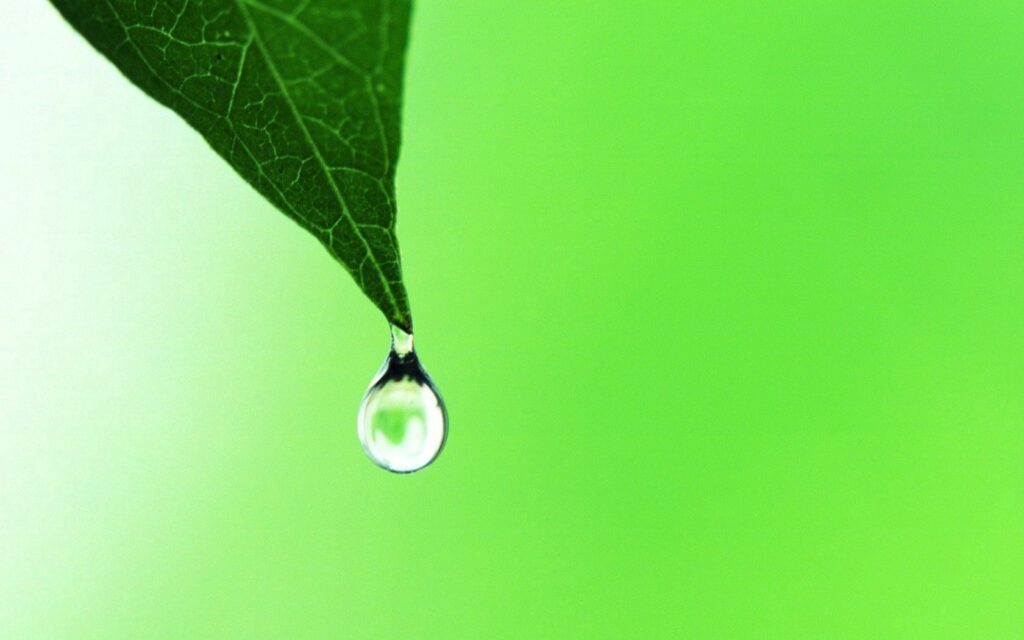 Close-Up Green Leaf with Water Droplet - Vibrant Wallpaper Background
