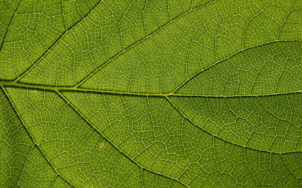 Green Leaf Macro: Captivating Leaf Textures and Patterns for your 4K Wallpaper
