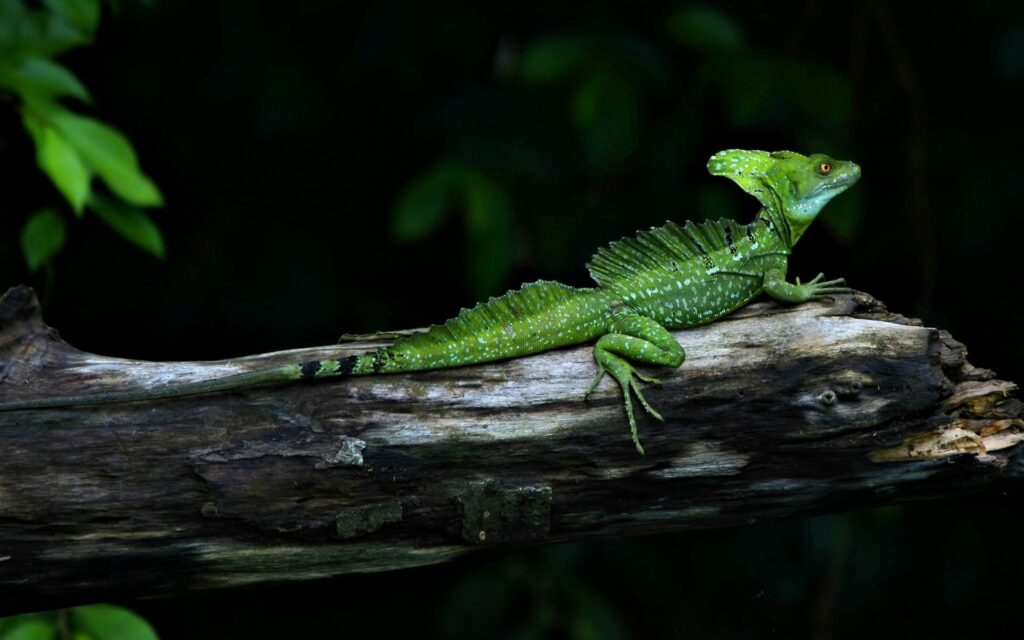 Green Lizard on Textured Log - Captivating Nature Wallpaper