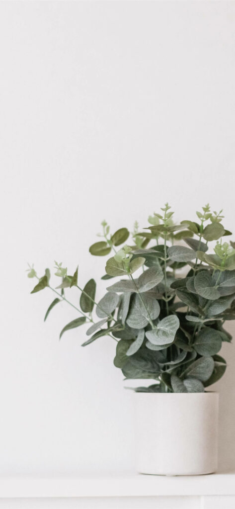 Refreshing Nature: Vibrant Potted Greenery for Iphone 2021 Background Wallpaper