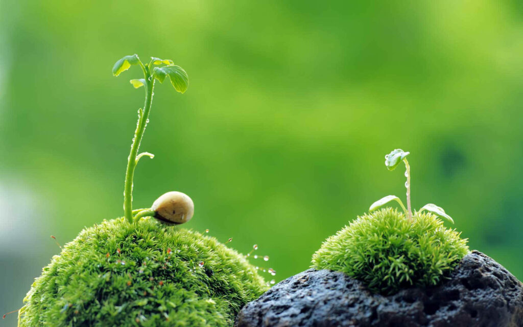 Flawless Flora in Full Bloom: A Macro Plant Wallpaper