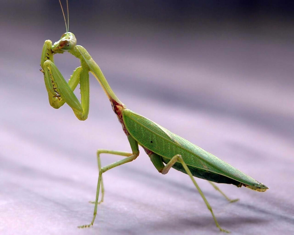 Elegant Green Praying Mantis Close-Up on Soft Purple Background Wallpaper