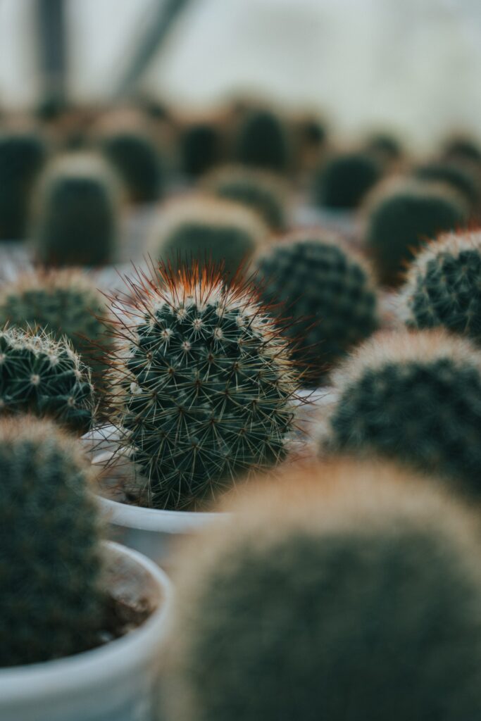Green Cactus Wallpaper: Prickly Plants in White Pots - Soft Background