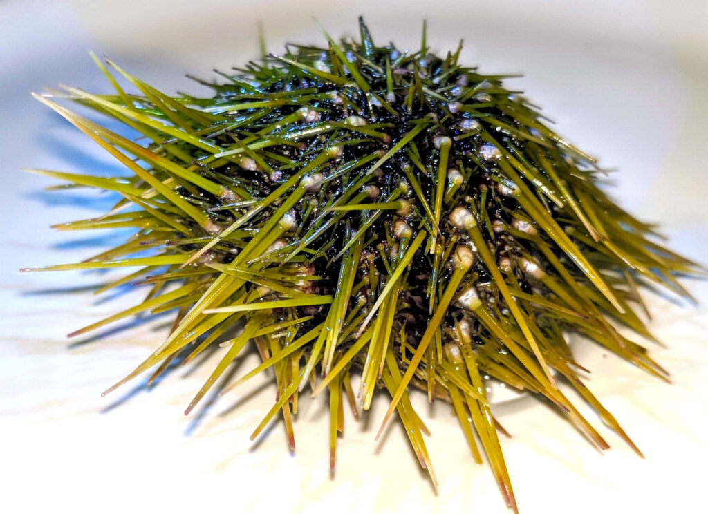 Closeup of green sea urchin with sharp spines detailed textured surface marine life wallpaper