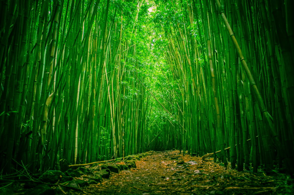 Maui's Serene Bamboo Clearing: A Green Forest Haven in Haleakala National Park - Wallpaper Background Photo