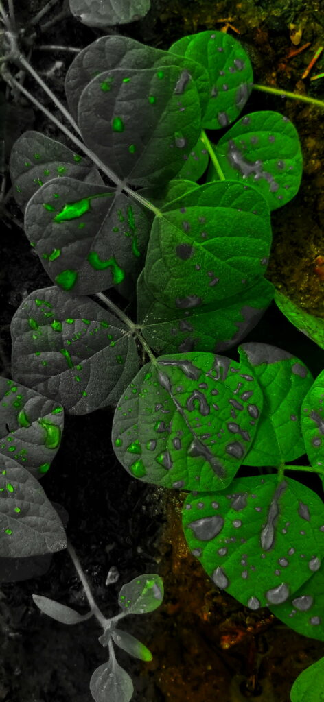 Greenery Reimagined: Alin Plant Captured in Pro Edit for Nature Photography Lover's Phone Wallpaper Background