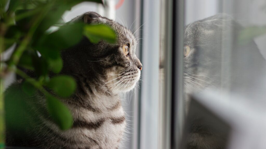 Thoughtful Grey Cat Gazing Out Window Amidst Lush Greenery Wallpaper