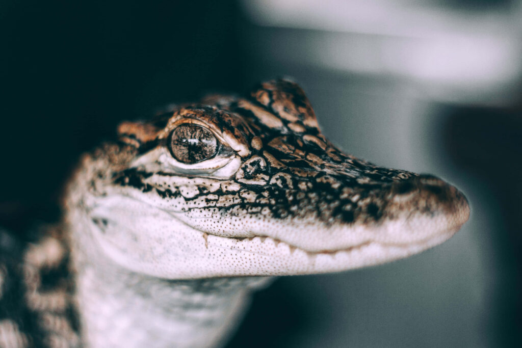 Close-Up of Grinning Alligator in Everglades National Park Wallpaper