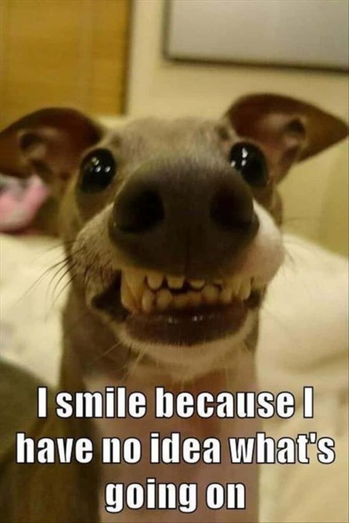 Close-up fisheye dog grinning with funny distorted face quirky meme smartphone wallpaper background