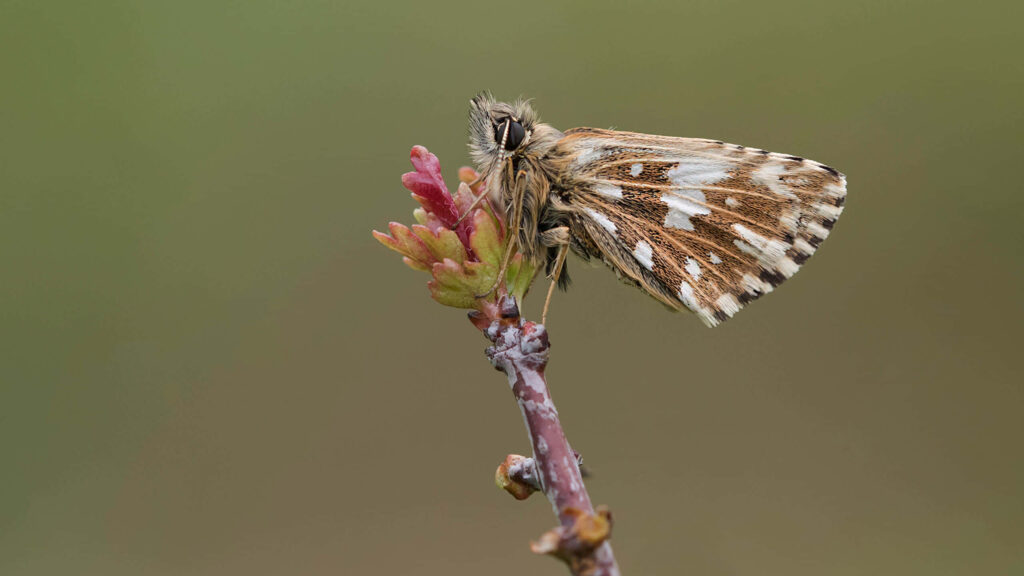 Grizzled Skipper Butterfly Close-Up Wallpaper | Nature's Intricate Beauty