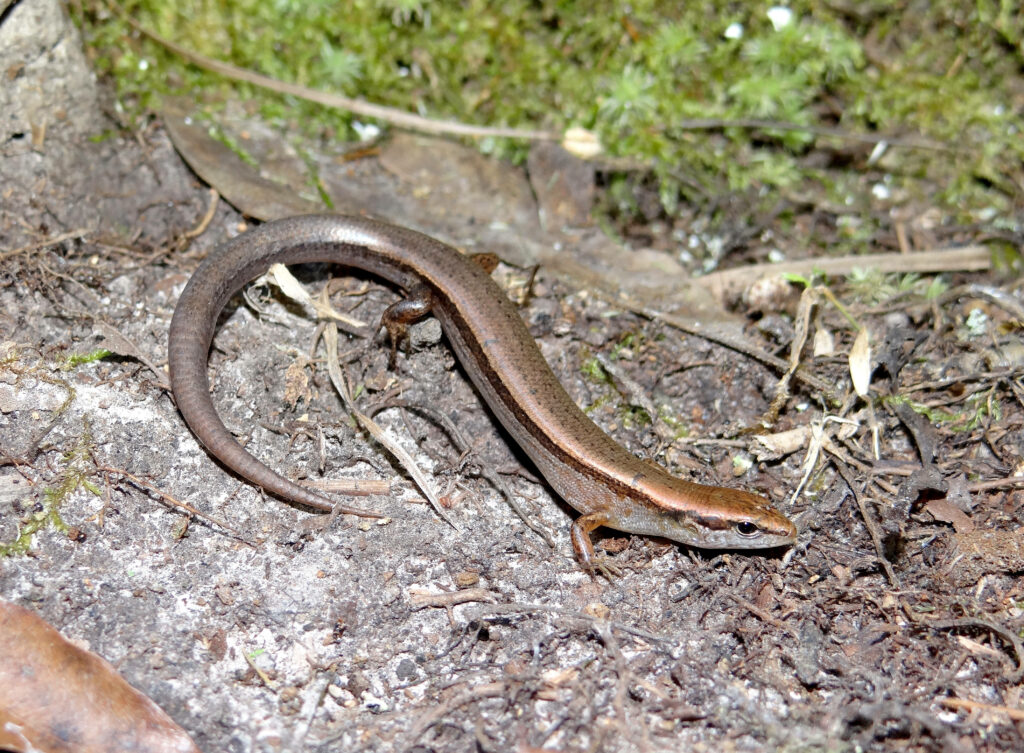 Close-Up of Ground Skink: Sleek Brown Body Against Natural Backdrop Wallpaper