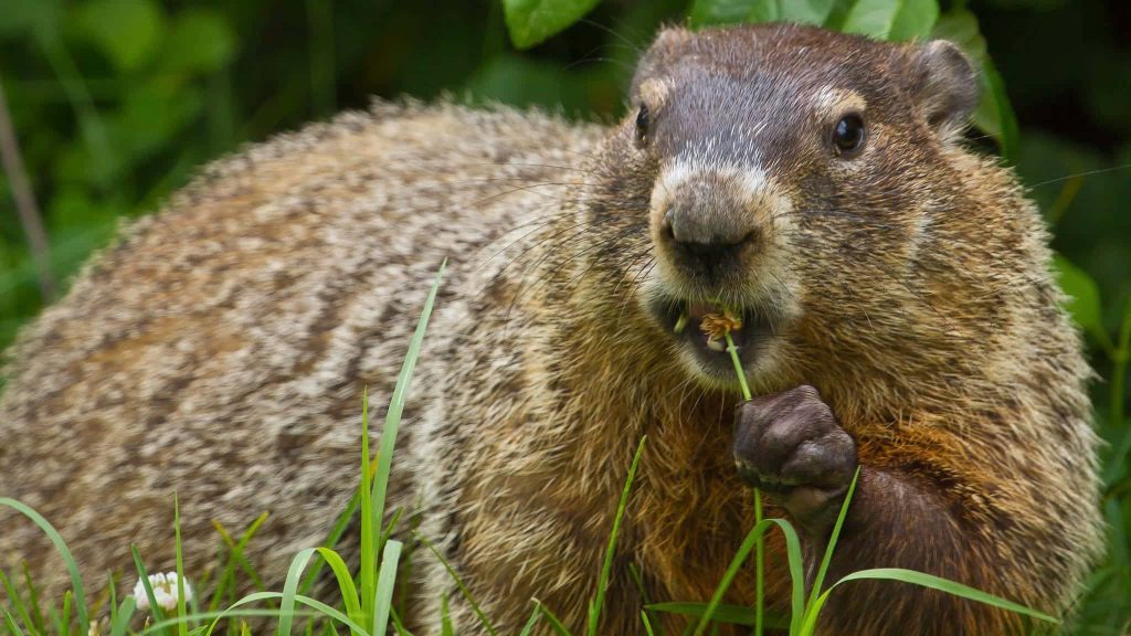 Close-up of groundhog eating green grass with detailed brown fur and soft green background wallpaper