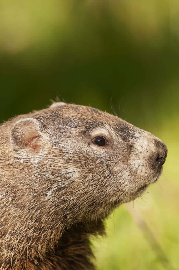 Side-profile groundhog portrait with textured fur on vibrant green bokeh wildlife wallpaper background