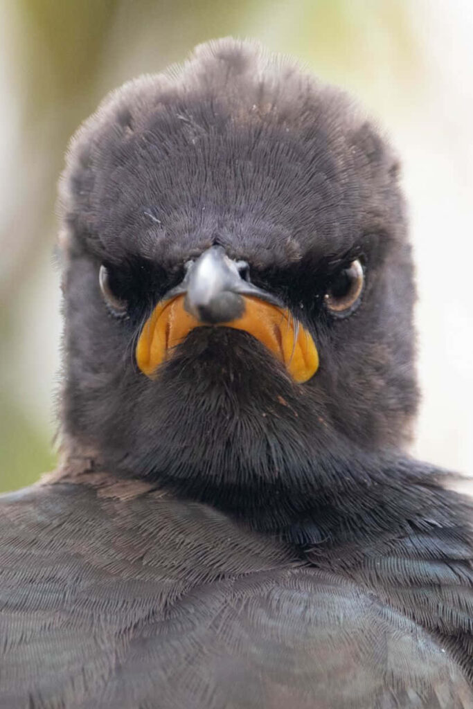 Grumpy Bird Close-Up Wallpaper: Intense Expression & Striking Features