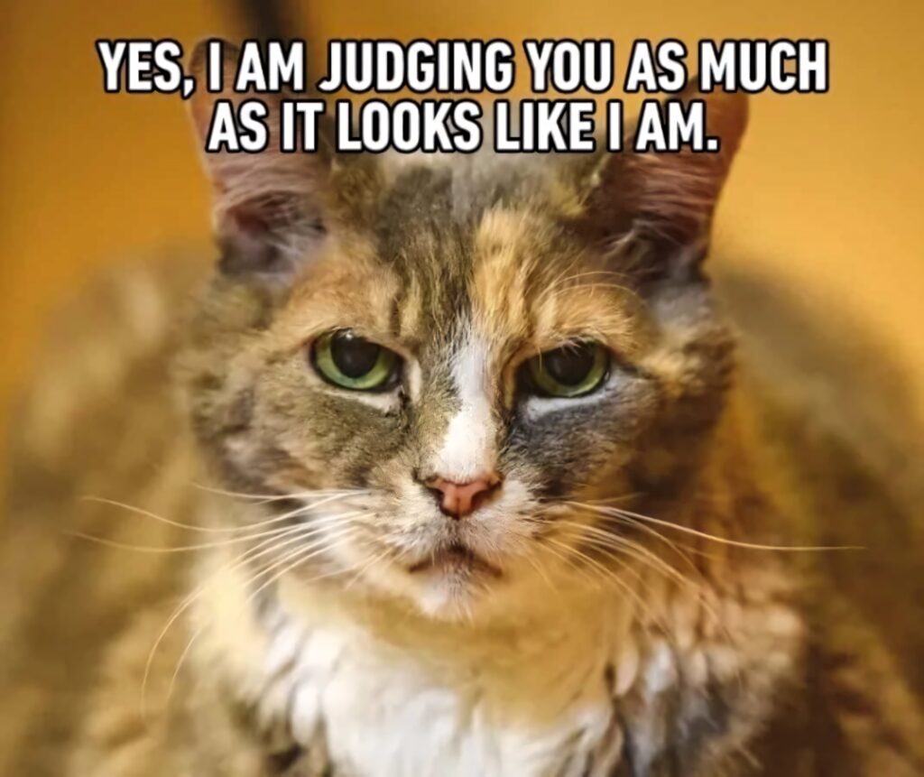 Grumpy cat close-up with muted fur and piercing eyes on golden background humorous meme text Wallpaper