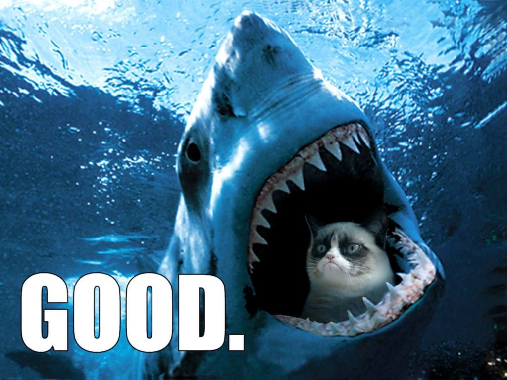 Great White Shark underwater with open jaws revealing funny Grumpy Cat and bold GOOD text wallpaper