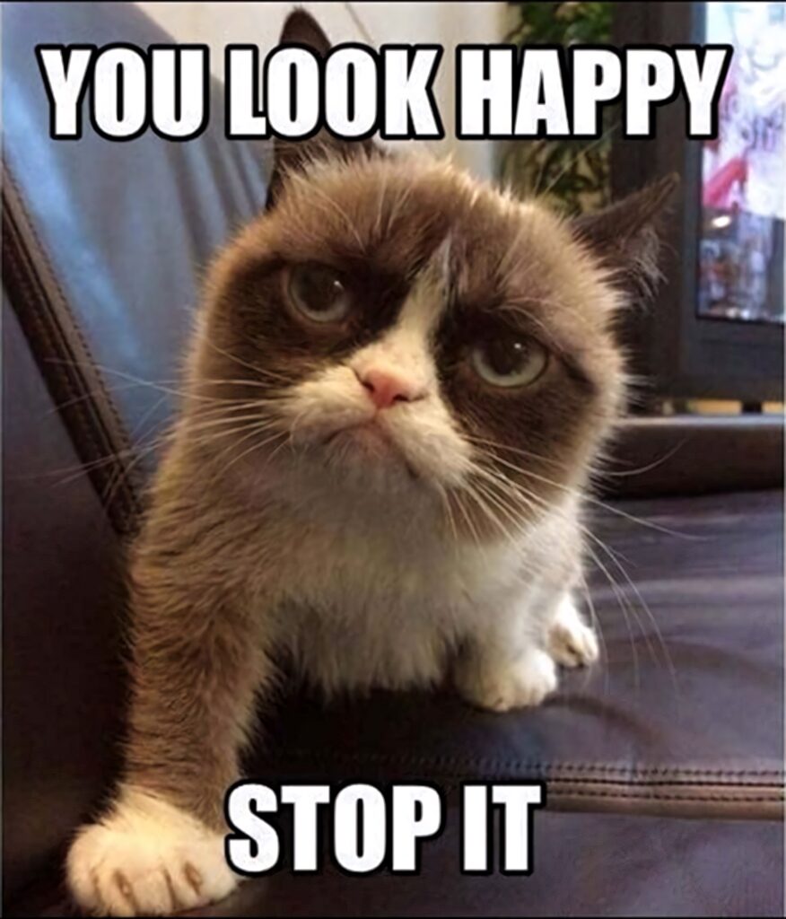 Grumpy Cat meme on dark leather sofa with unimpressed expression and humorous text wallpaper