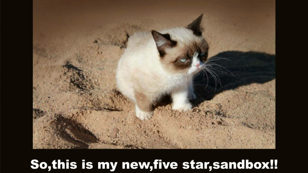 Grumpy cat sitting on sand with unimpressed face and playful nap time meme text wallpaper