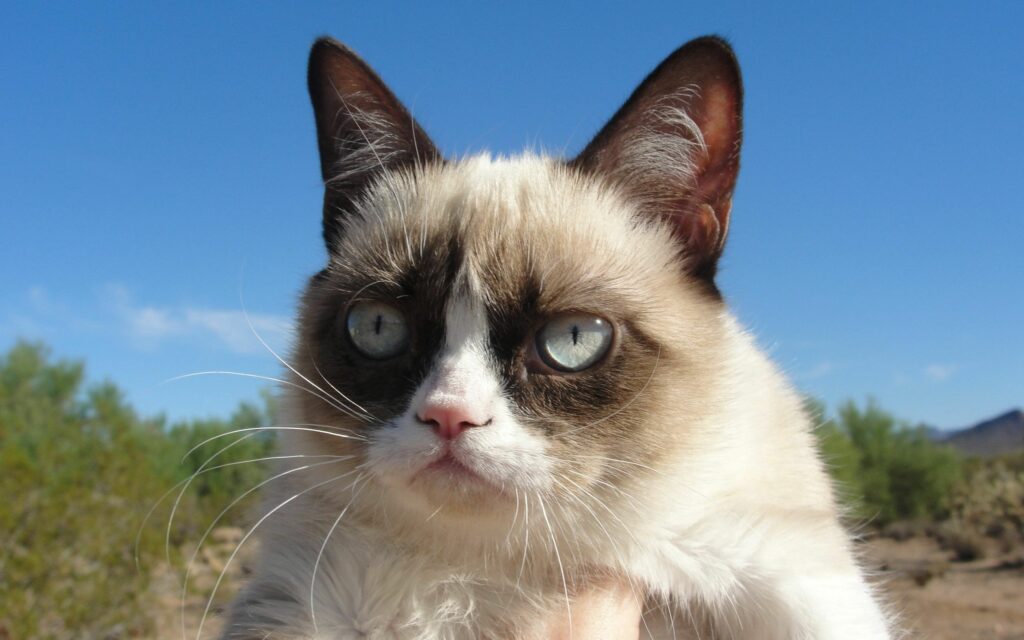 Grumpy Cat Close-Up Wallpaper: Humorous Iconic Background