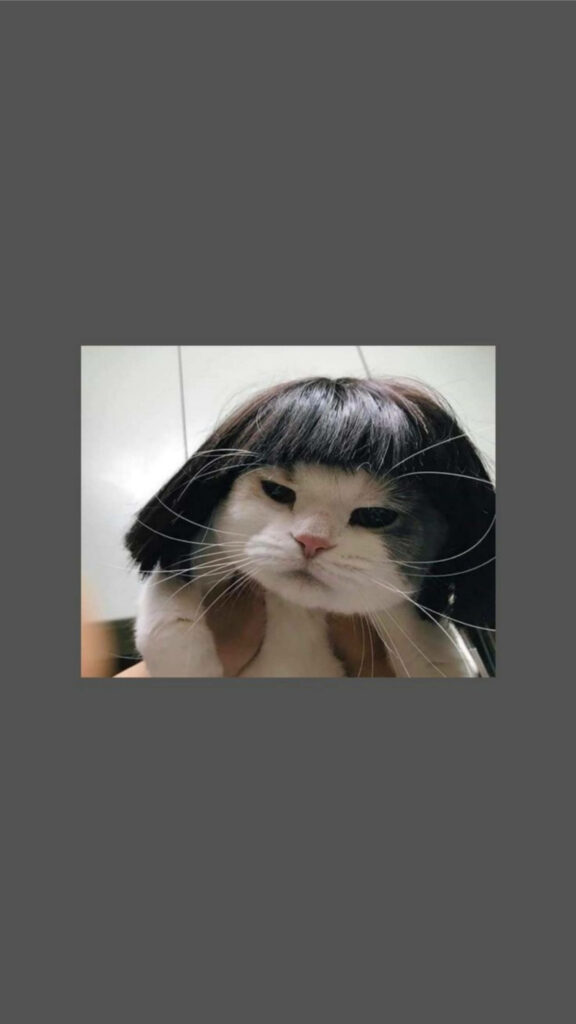 Grumpy cat wearing short black wig against plain background funny quirky animal wallpaper